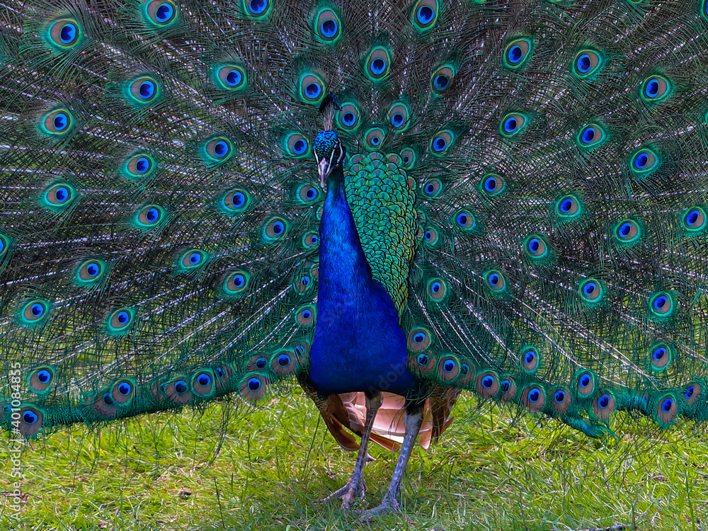 Fototapeta premium peacock with feathers