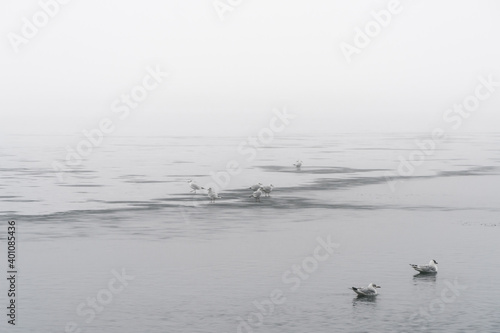 Mewy nad zamarzniętym jeziorem w mroźny i mglisty dzień
