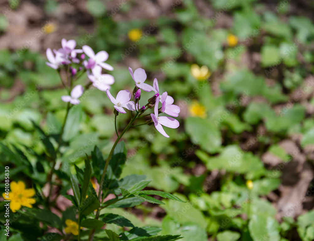 wild flowers on a background of green leaves wild flowers on a background of green leaves