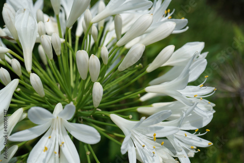 白いアガパンサスの花