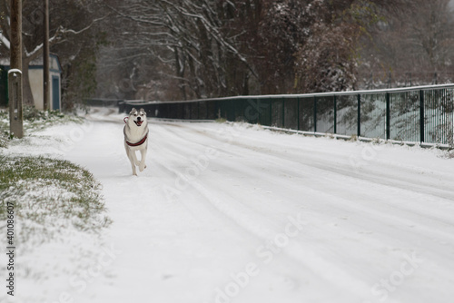 Beautiful Husky dog running through snow towards the camera daytime