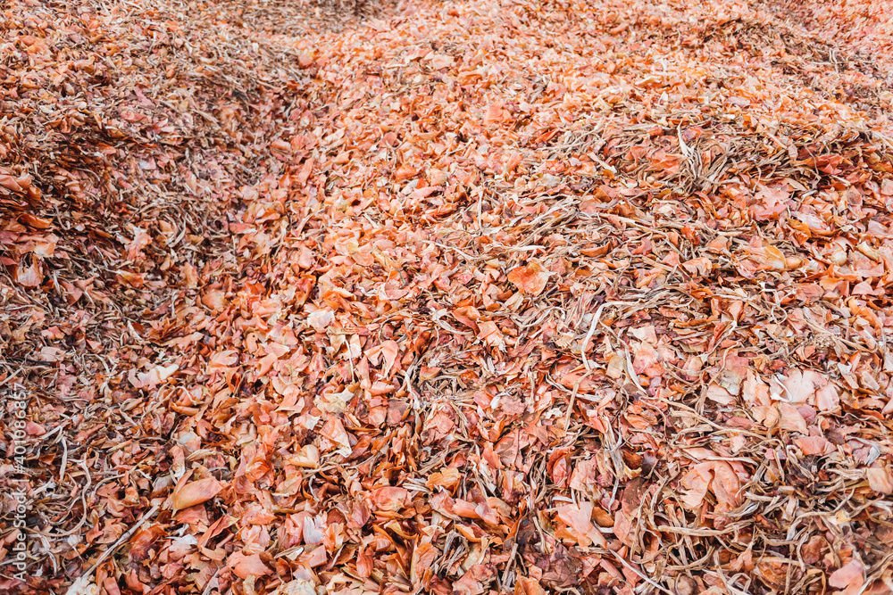 Onion husk after harvesting from the field, left to dry to compost.