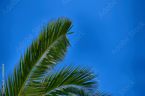 green large palm tree growing in the tropics
