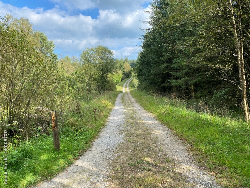 Cart track, running alongside a forest in, Easington, Clitheroe, UK 