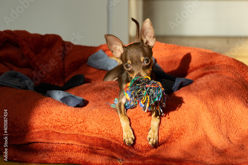 Prague ratter puppy sunshining with his favorite toys - rope knot bone and socks