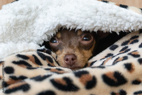 Prague ratter puppy peeping out of a leopard blanket