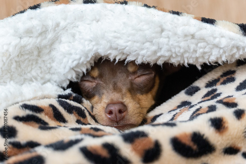 Prague ratter puppy sleeping in a leopard blanket