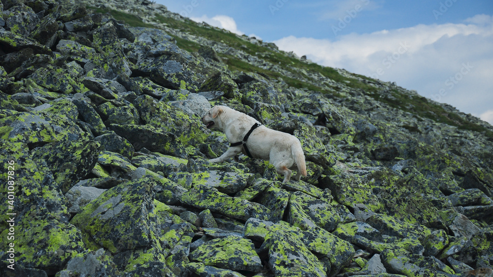 Labrador dog climbing a steep rocky mountain side. The hiking dog walks