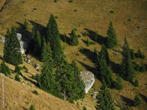 Spruce trees growing on the alpine mountain sides of Latorita Mountains casting their shadow on the yellow grass. Carpathia, Romania. photo