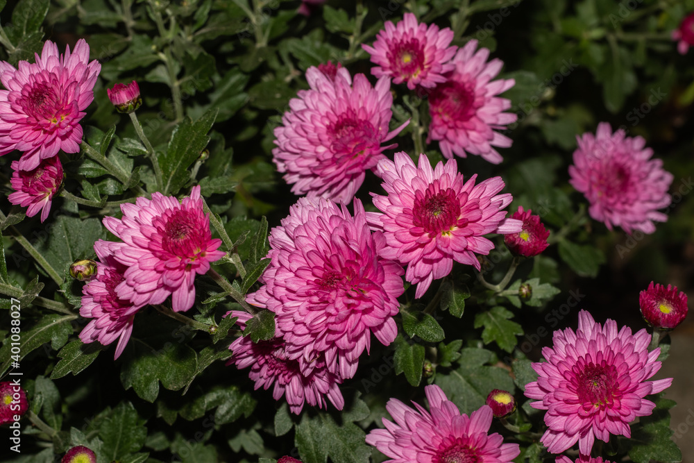 pink flowers in the garden pink flowers in the garden