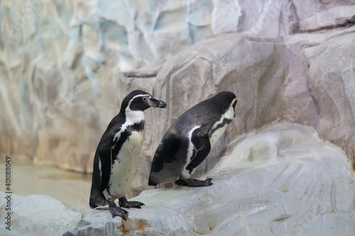 Penguins sitting on rock in enclosure. One seabird looks around, other cleans itself