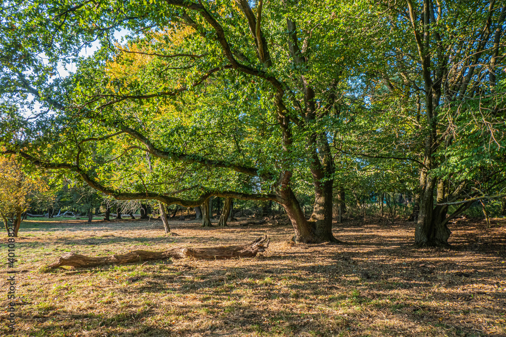 Naklejka premium Licht durchflutete uralte Bäume