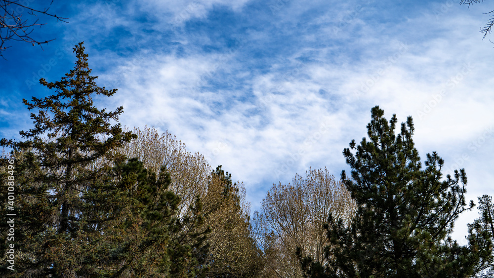 Winter trees on a blue background with clouds