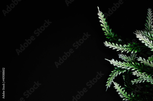 Decorative flowers of white lavender on a black background.