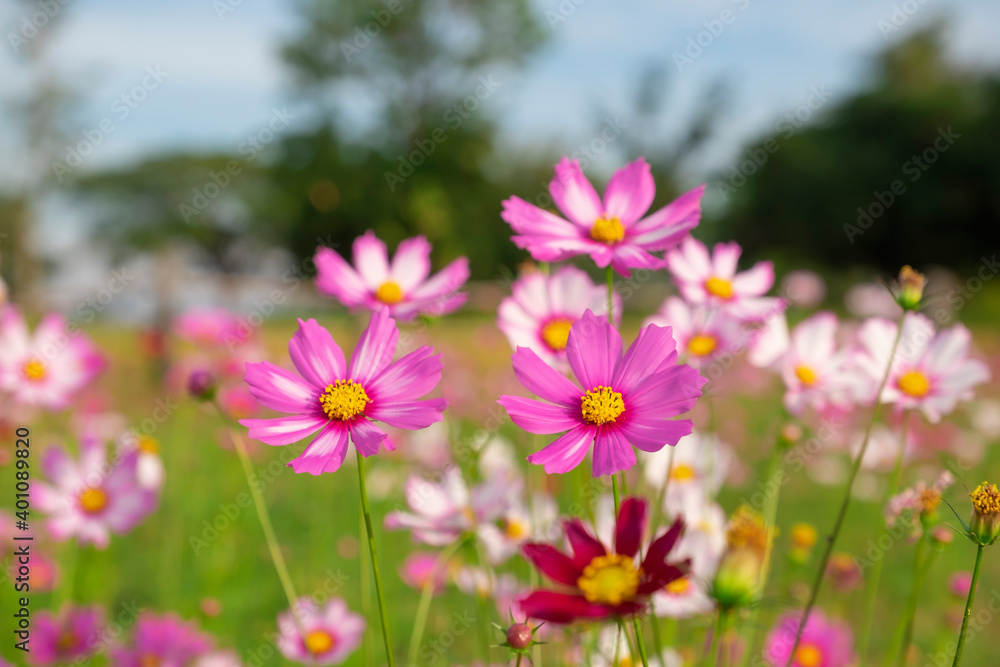 blooming pink cosmos flower with blurred colorful cosmos field background.