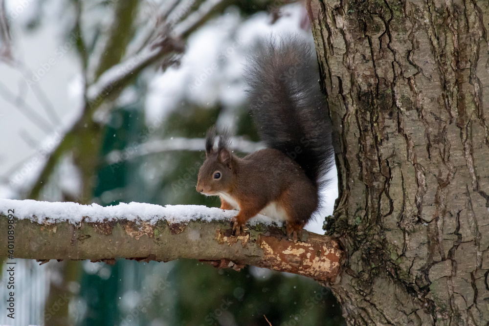 Obraz premium Eichhörnchen
