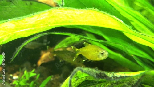 Kupfersalmler, Hasemania marginata, im Aquarium. photo