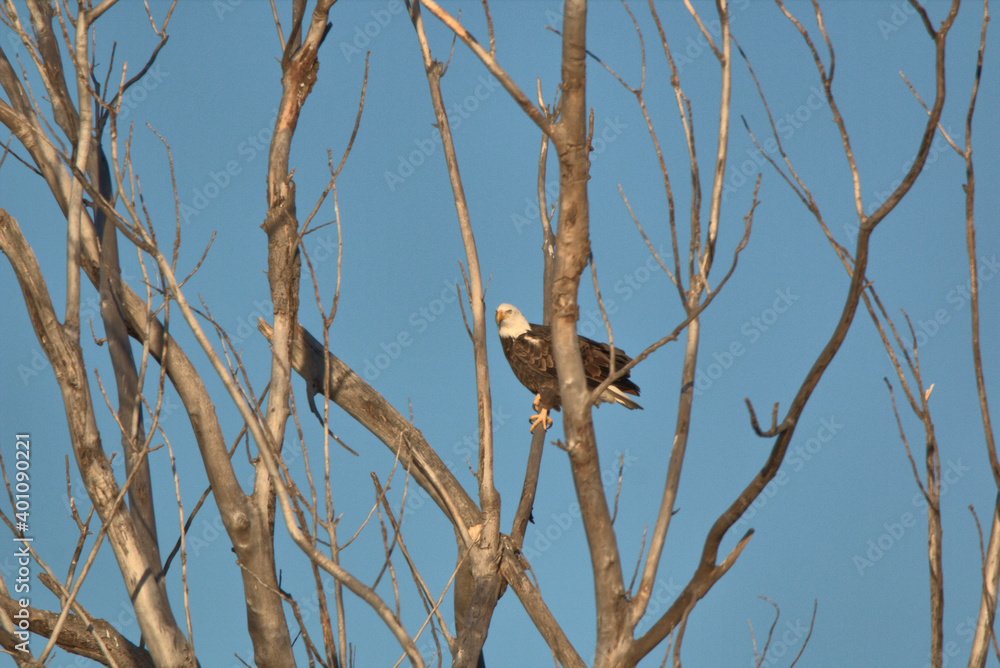 Adult Bald Eagle sitting in the top of a dead tree Adult Bald Eagle sitting in the top of a dead tree