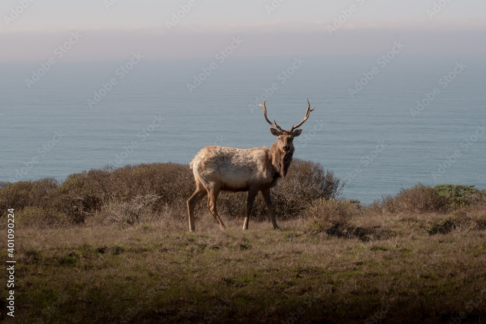 Fototapeta premium Tule Elk