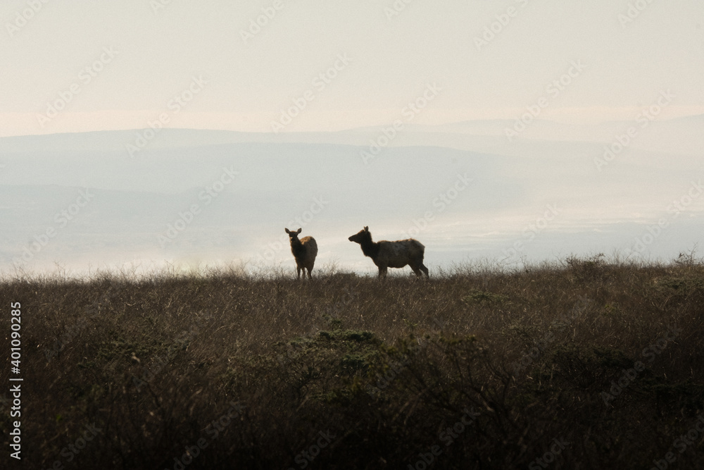 Fototapeta premium Young Tule Elk