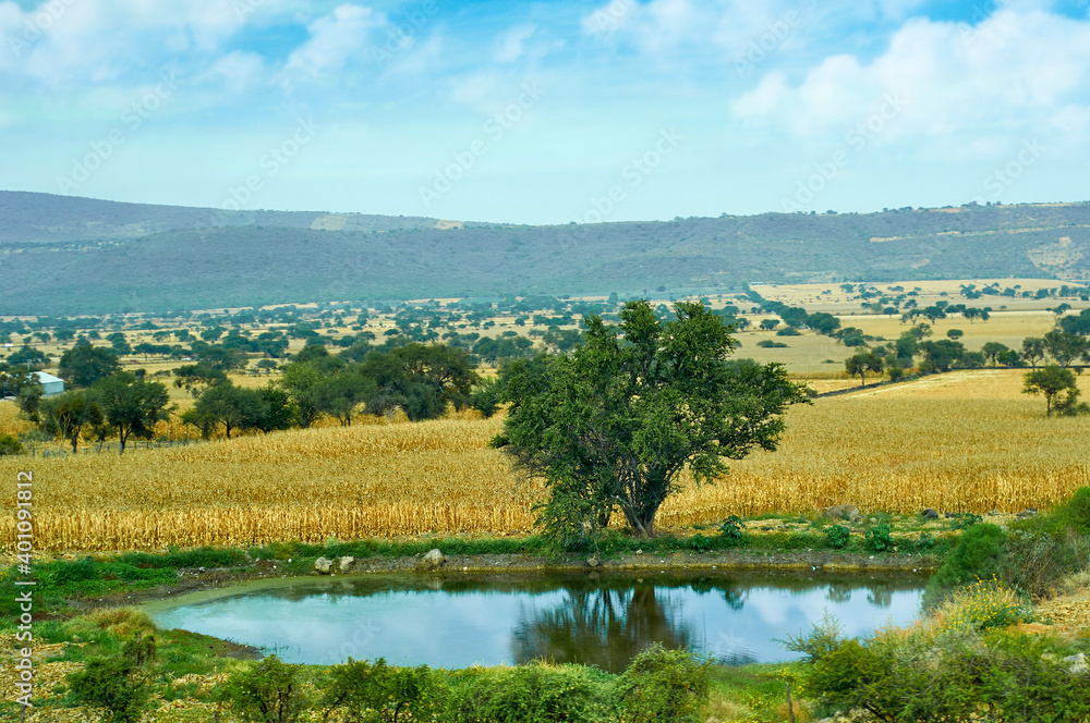 árbol ojo de agua árbol ojo de agua