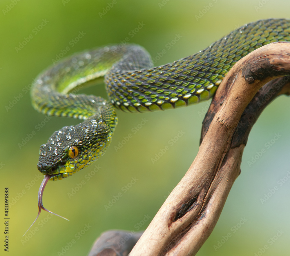 Obraz premium Green viper snake