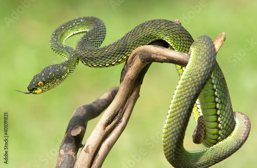 Green viper snake photo