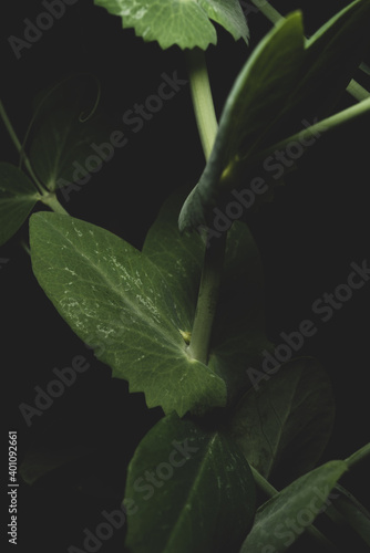 close up portrait of a pea plant on black