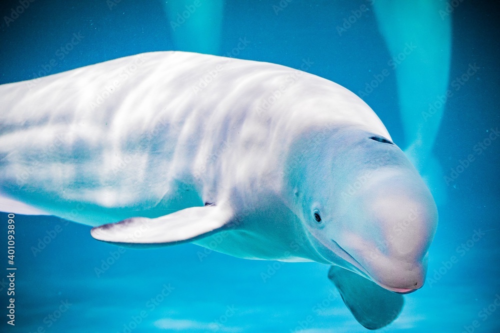 Fototapeta premium Aquarium