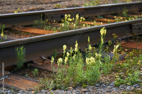 wild toadflax flowers grew between the sleepers on the railroad tracks photo