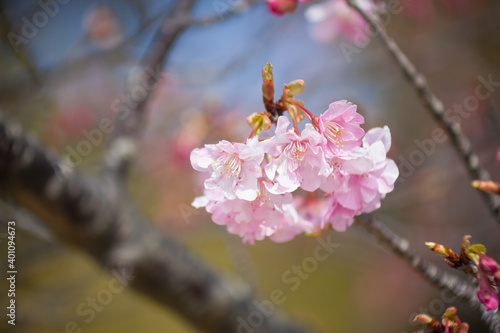 早咲きのカワズザクラ  © 田村広充