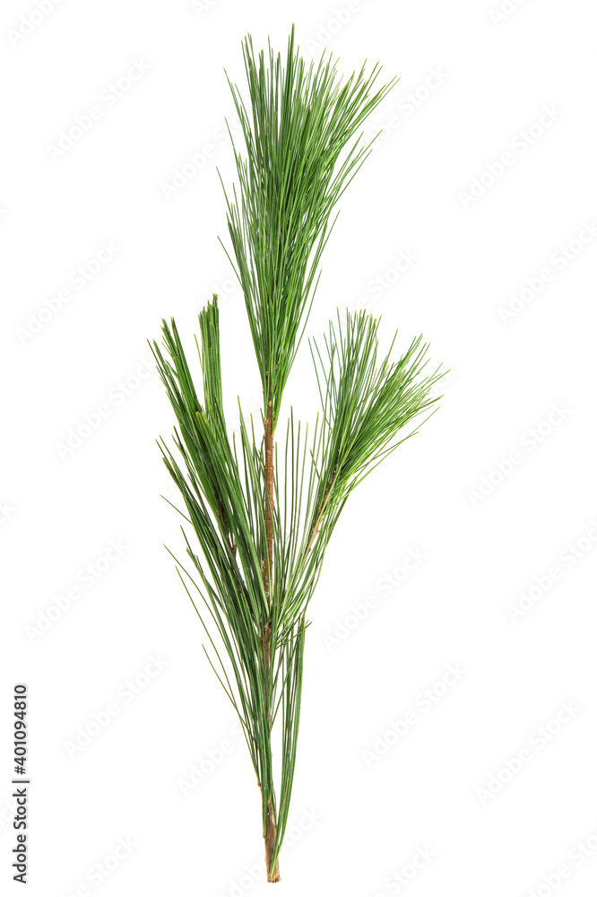 Fototapeta premium Cedar leaf isolated white background Conifer tree branch