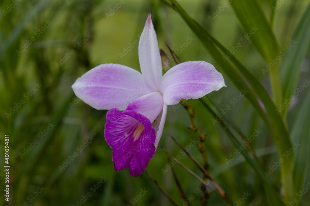 Purple flowers of Arundina orchids with garden in the background