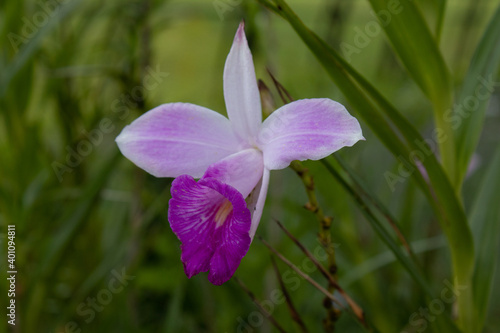 Purple flowers of Arundina orchids with garden in the background