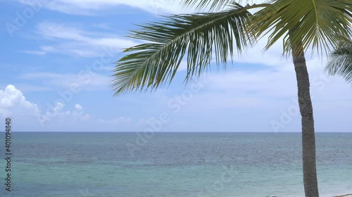 View on caribbean shore with coconut palm tree and turquoise sea. Travel destinations. Summer vacation photo