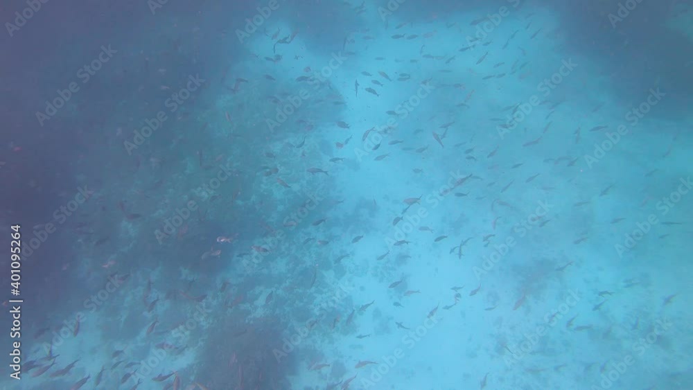 A very big group of fish or fish bank is seen while snorkeling in a turquoise, blue, paradisiac and clearwater ocean of the Galapagos islands. A very big group of fish or fish bank is seen while snorkeling in a turquoise, blue, paradisiac and clearwater ocean of the Galapagos islands.