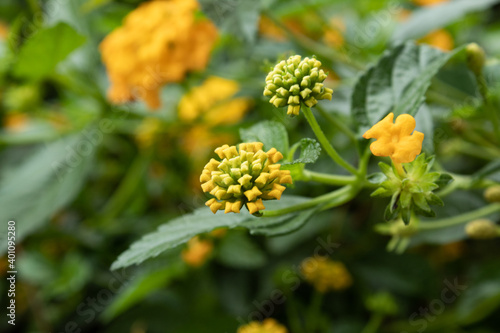 Small yellow flowers and buds of lantana camara © Maria Thomazi