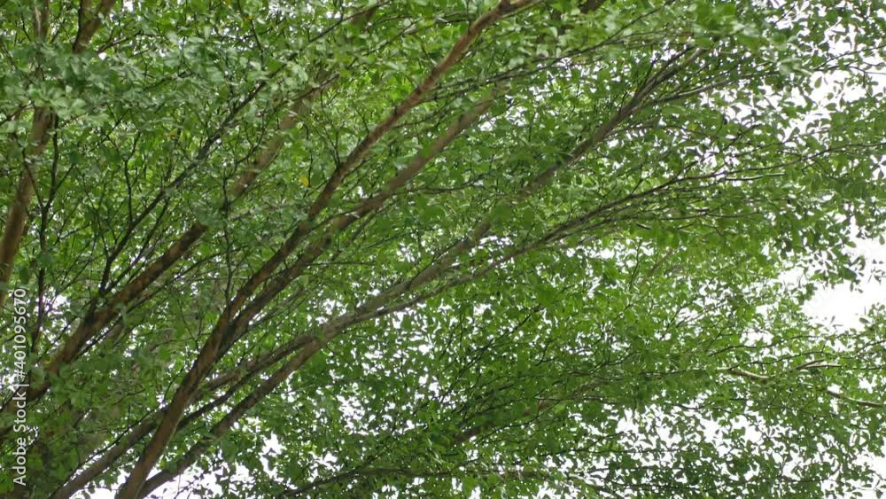 Raining day in tropical forest. Raining day in tropical forest.