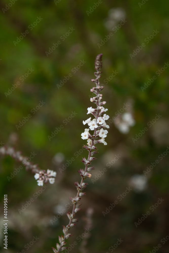 Small white flowers of lippia or 