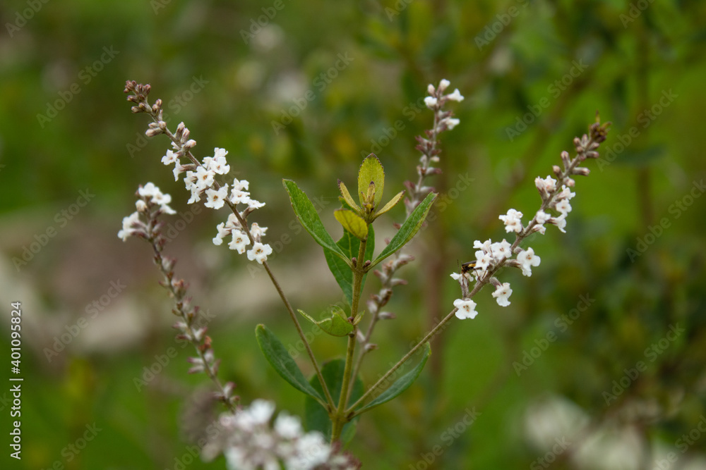 Small white flowers of lippia or Small white flowers of lippia or