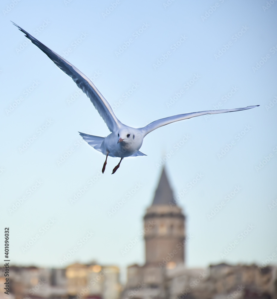 Portrait of wild seagull, which flying against blue sky. Panoramic view of Famous tourist place Galata tower seem between old traditional buildings with seagulls on the front, Istanbul, Turkey Portrait of wild seagull, which flying against blue sky. Panoramic view of Famous tourist place Galata tower seem between old traditional buildings with seagulls on the front, Istanbul, Turkey
