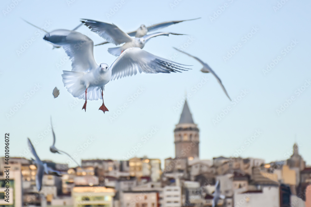 Group of wild seagulls, which flying against blue sky. Panoramic view of Famous tourist place Galata tower seem between old traditional buildings with seagulls on the front, Istanbul, Turkey Group of wild seagulls, which flying against blue sky. Panoramic view of Famous tourist place Galata tower seem between old traditional buildings with seagulls on the front, Istanbul, Turkey