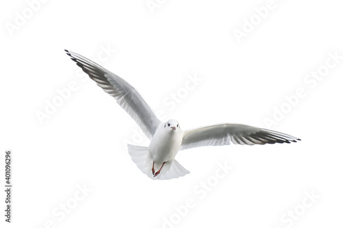Flying Seagull isolated on white background