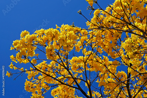 Golden trumpet tree or Yellow ipe tree (Handroanthus chrysotrichus), Rio de Janeiro, Brazil