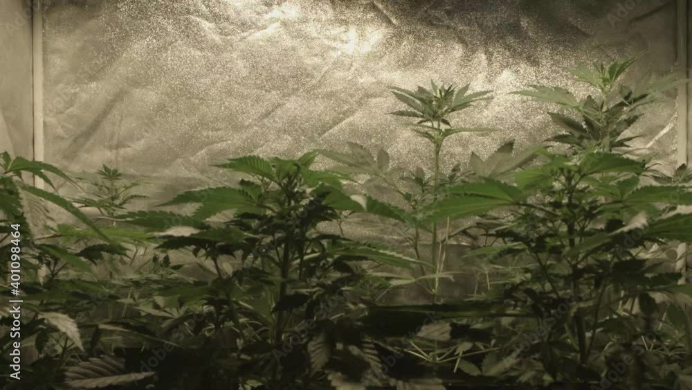 Cannabis Weed Plant in Indoor Cannabis Weed Plant in Indoor
