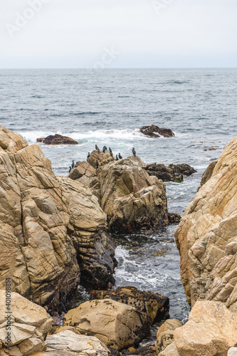 Sea Birds Standing on Rock in 17 Miles Monterey California © LeePhotos