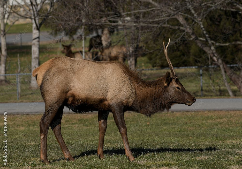 Smoky Mountain Elk