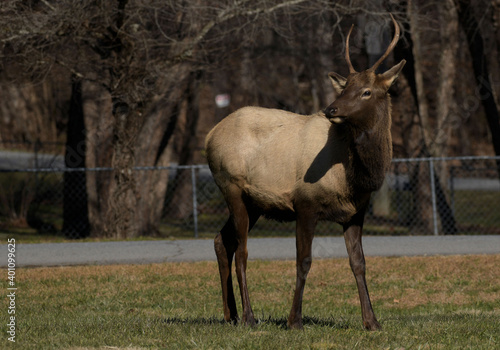 Smoky Mountain Elk