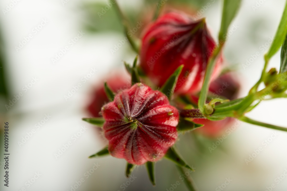 Close up Hibiscus sabdariffa red or roselle fruit on white background