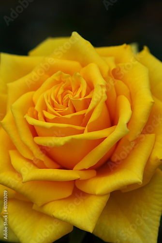 yellow rose on a black background